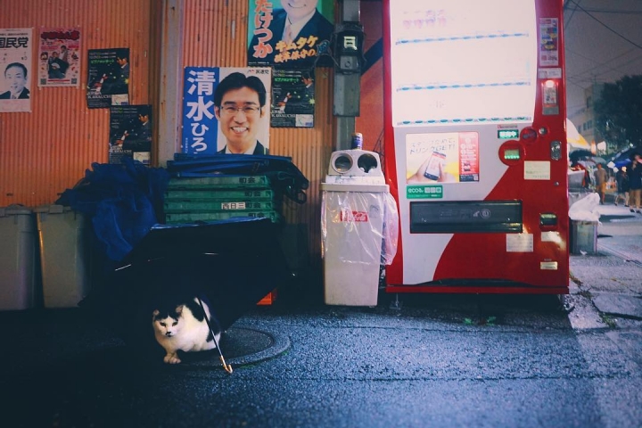 Chacun fait comme il peut pour se protéger de la pluie de ces derniers jours à Tokyo