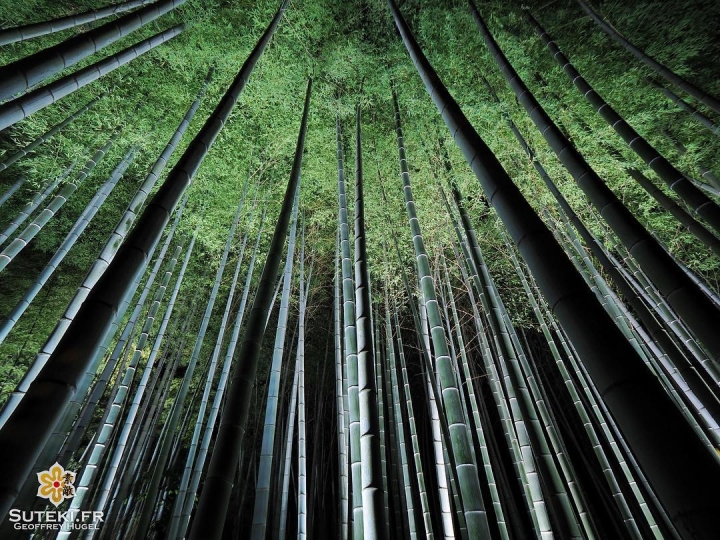 Bambous de nuit #japon #kyoto #kyotosafari
