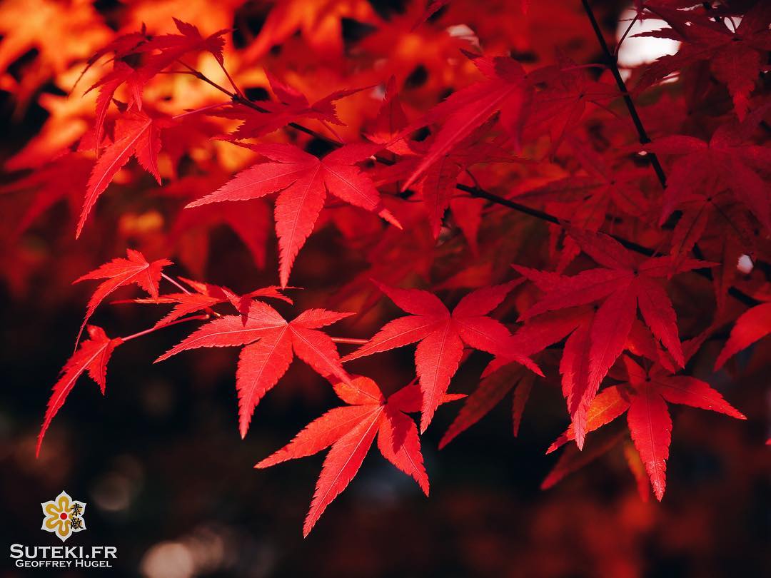 Le rouge momiji #japon #kyoto