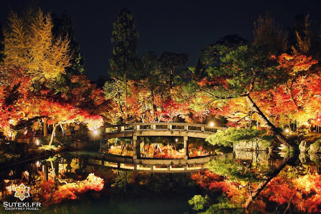 Qui dit momiji dit light up ! #japon #kyoto