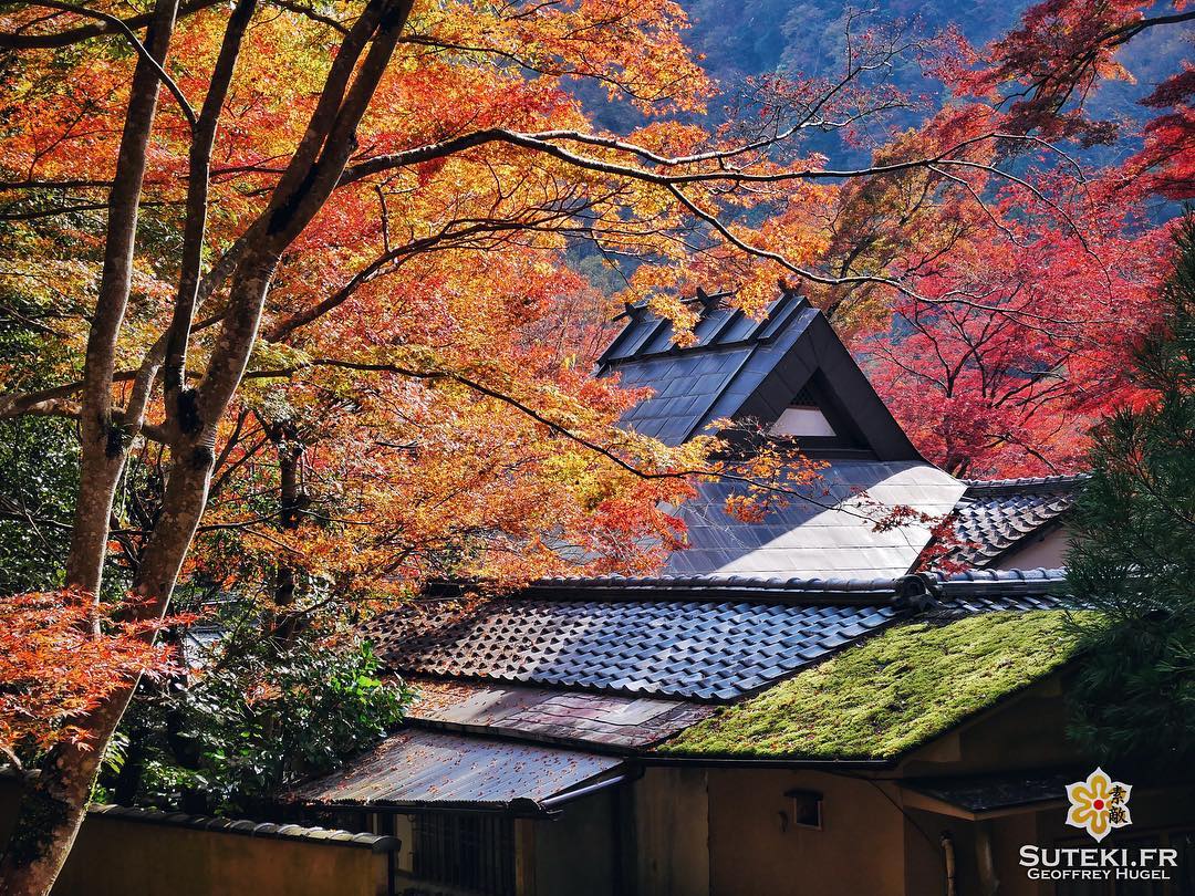 Les petits spots sympas ! #japon #kyoto #kyotosafari