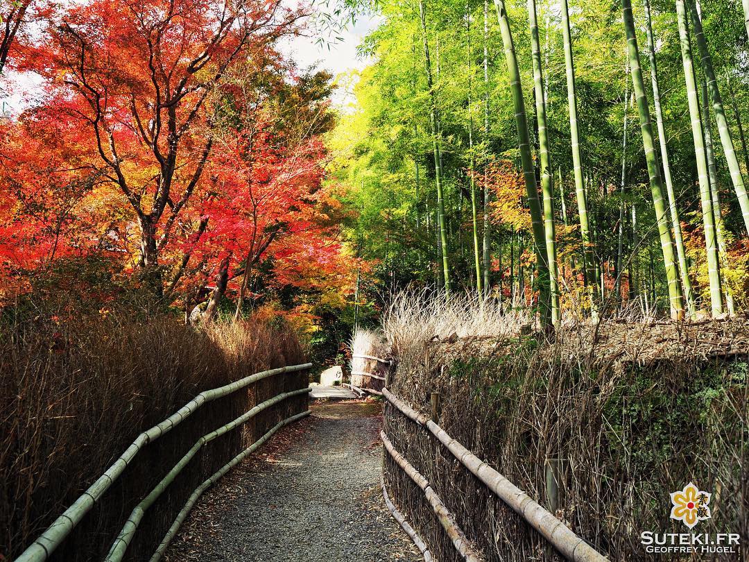 Momiji VS Take #japon #kyoto