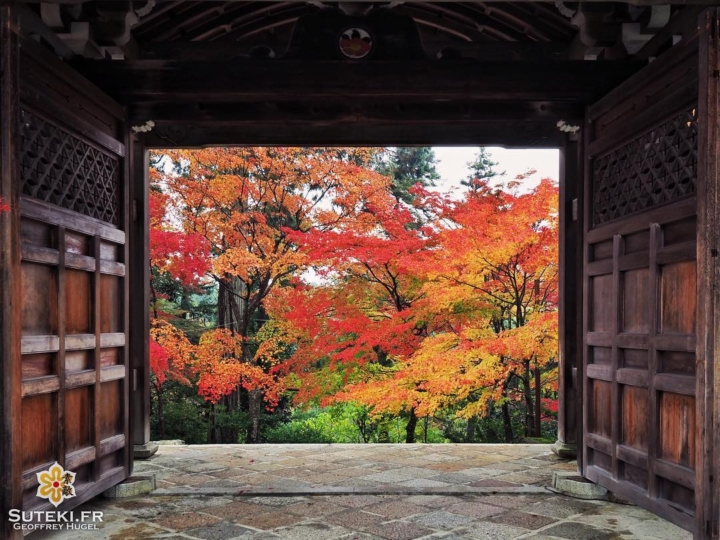 Portes ouvertes sur les momiji !