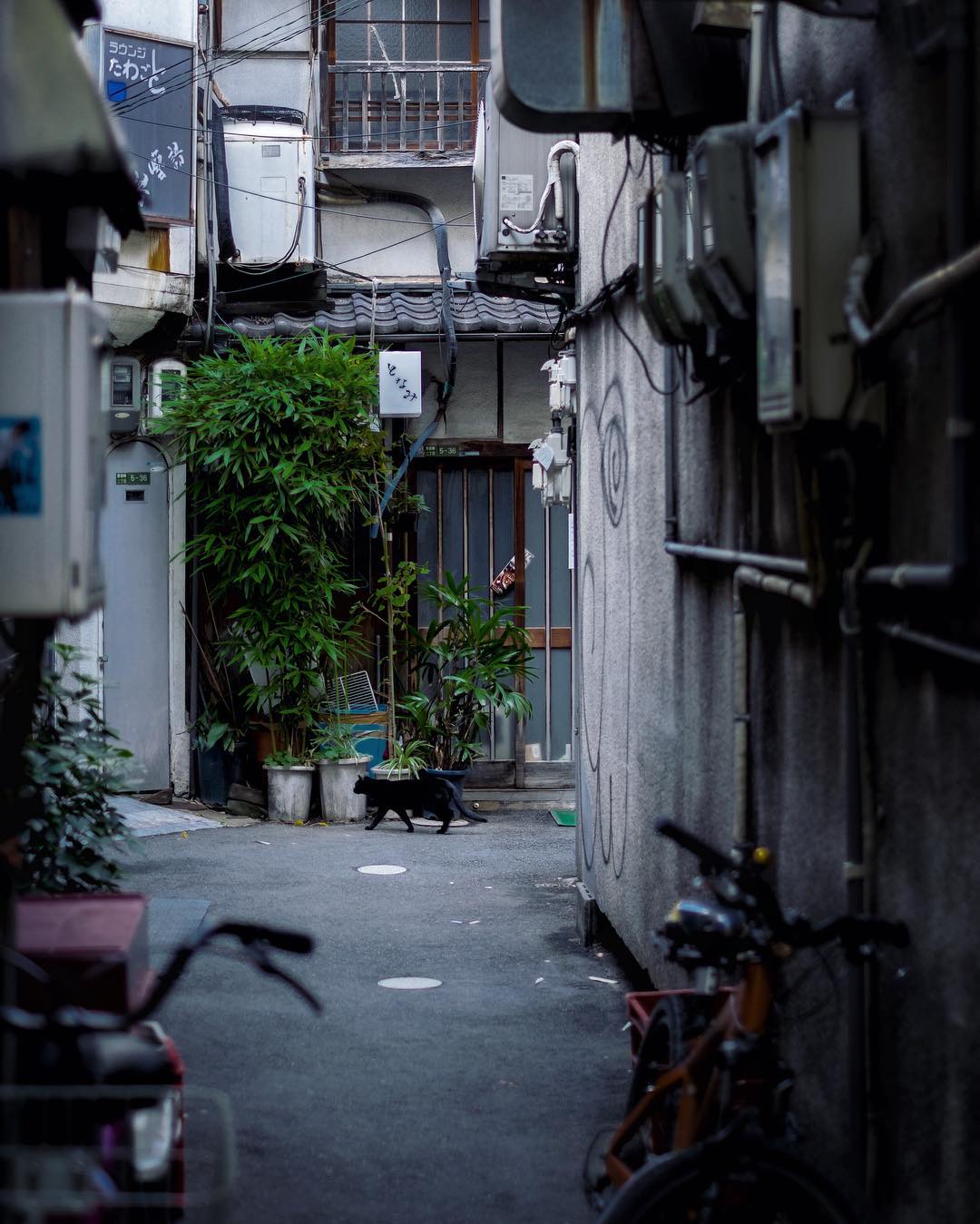 Interstice urbaine II
#osakasafari #japonsafari