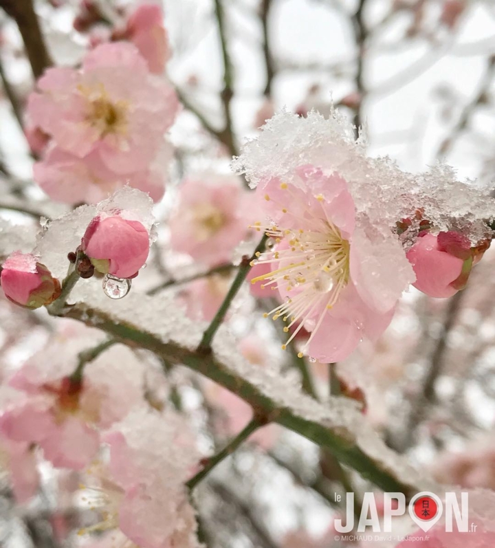 Pruniers fleur et neige à Tokyo & Yokohama aujourd’hui ! #japan #yuki #sakura