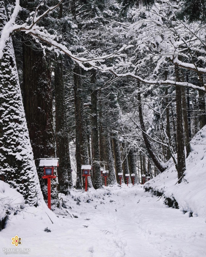 Promenons nous dans les bois pour voir que la neige est là