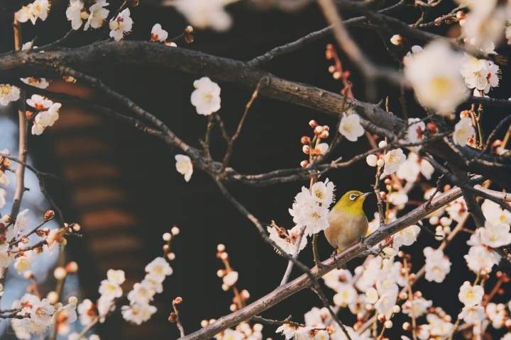Les premiers Mejiro sont de sortie au Zōjō-ji et parcourent les branches des Sakura précoces