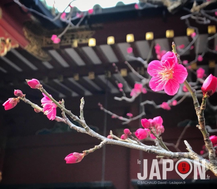 Le printemps arrive enfin ! 🌸🌸🌸😃⛩