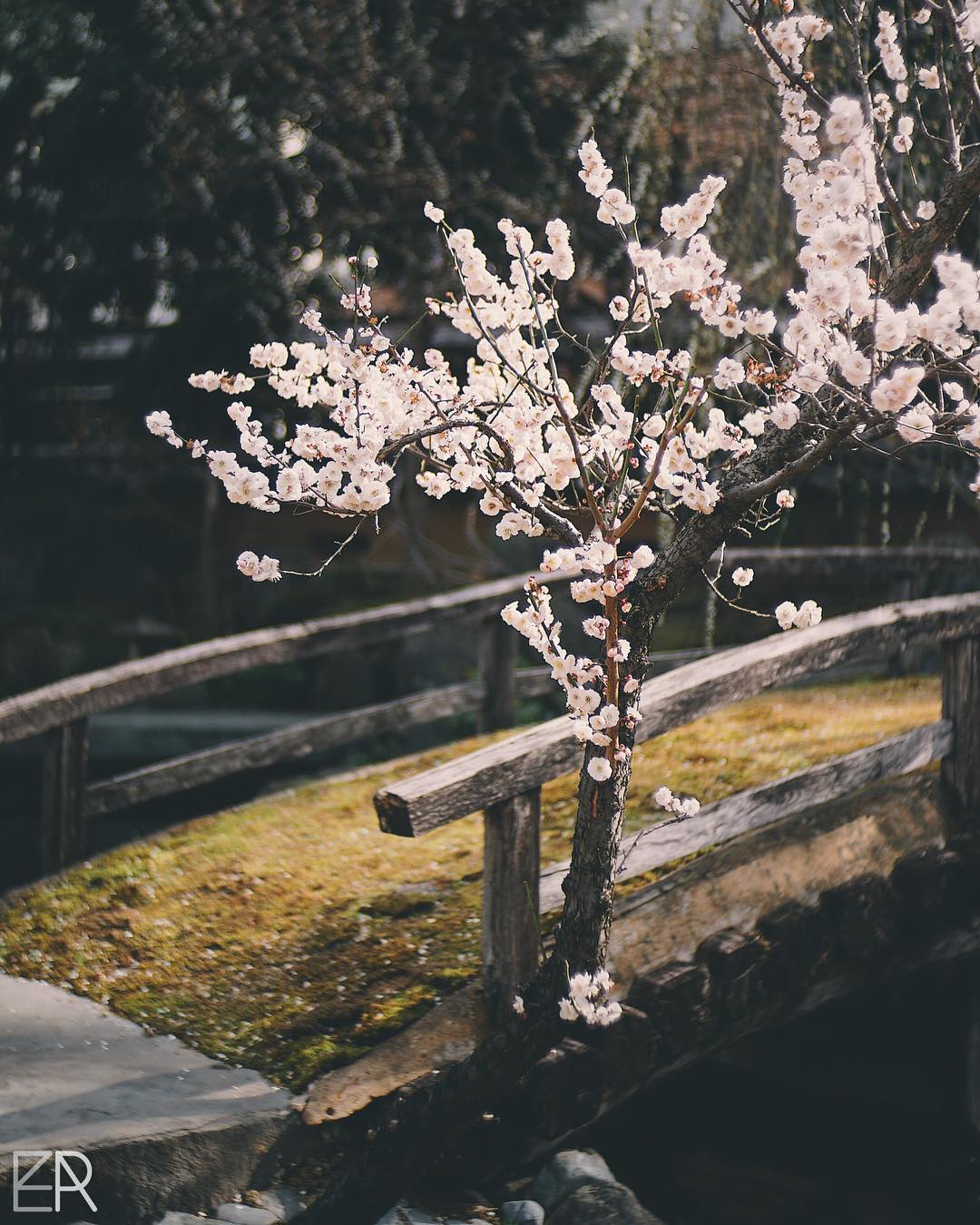 Les derniers pruniers en fleurs vont laisser places d’ici une dizaine de jours aux célèbres cerisiers japonais