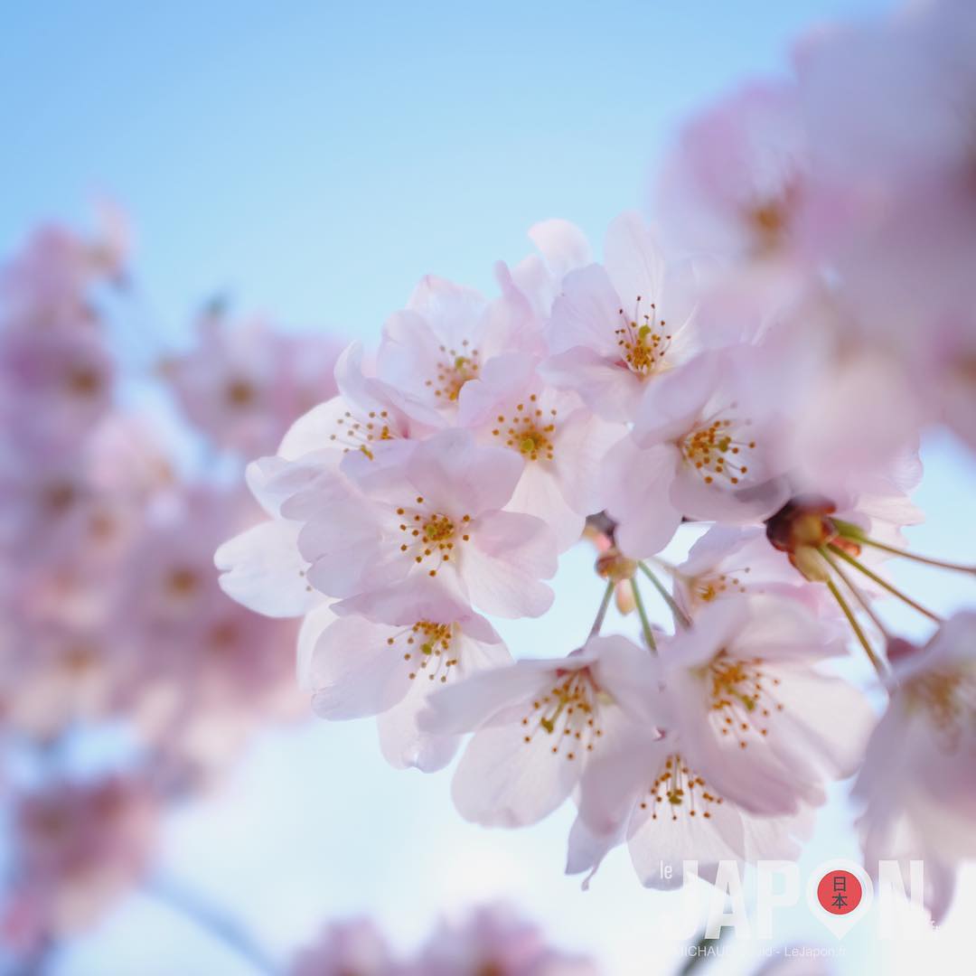 Sakura du jour devant le Théâtre National de Tokyo ! #Sakura #Tokyo #Japan #TokyoSafari