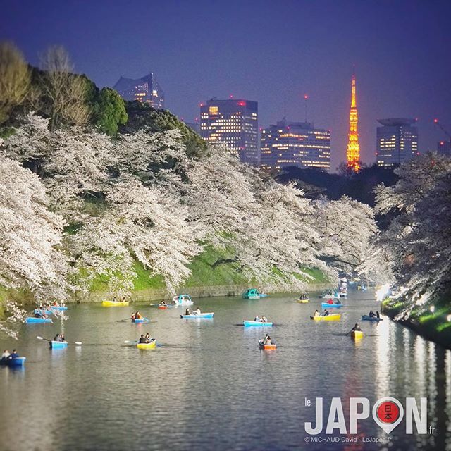100% Tokyo Sakura ! #Sakura #Tokyo