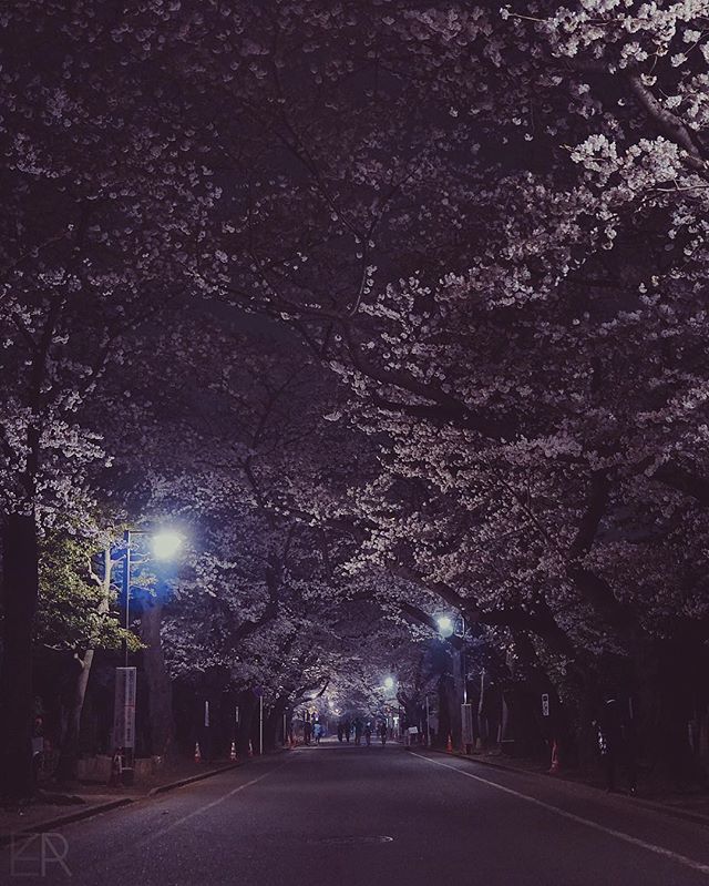 Sakura Nocturne