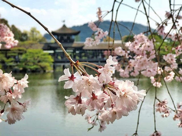 Retour au Heian-jingu après de nombreuses années