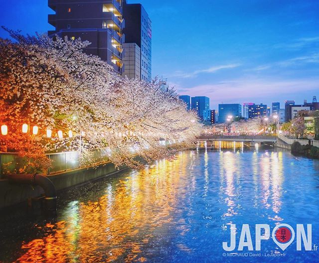 Merci dame nature pour les Sakura cette année !😃🌸🌸🌸