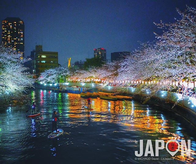 Tokyo Sakura by night & #UltraColor #Sakura #TokyoSafari