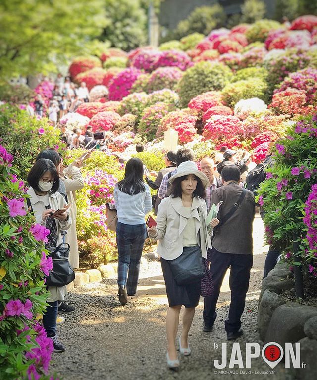 Festival des Azalées au sanctuaire Nezu ! 🌺🌺🌺 #Tokyo #TokyoSafari