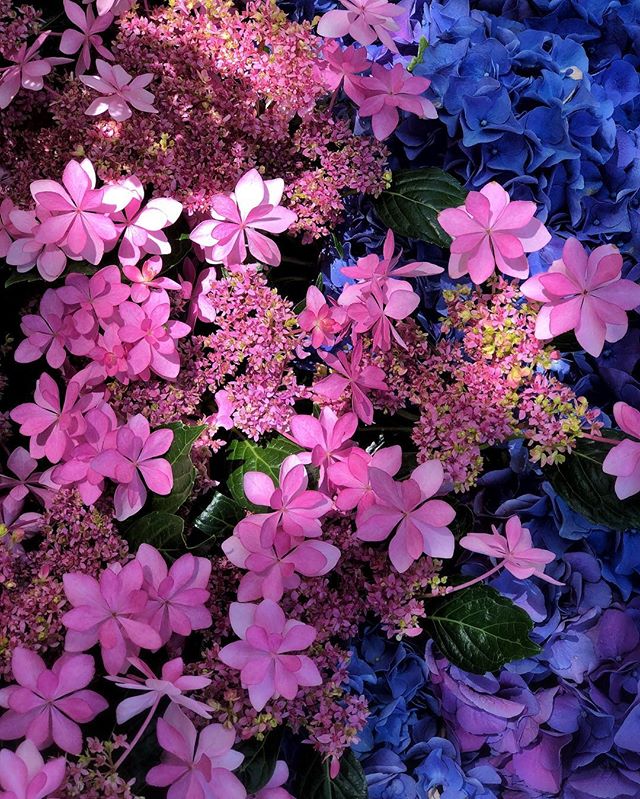 La floraison des hortensias annonce l’arrivée imminente de la saison des pluies
#osakasafari #japonsafari