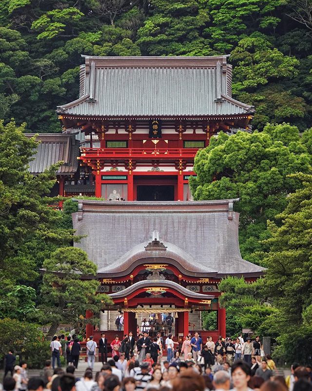 Le mysticisme du Japon passe aussi par ses forêts qui recouvrent plus de la moitié du territoire.