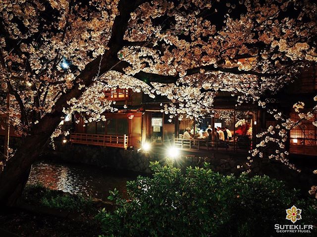 Premium Hanami #japon #kyoto