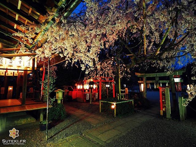 Certains endroits ne paient pas de mine en temps normal, et puis quand vient le printemps… #japon #kyoto