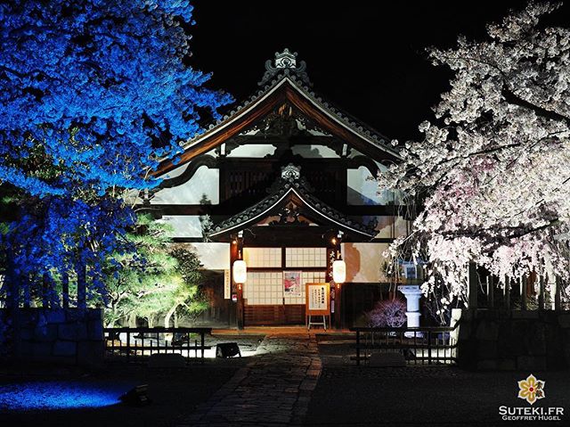 Cerisiers multicolores #japon #kyoto