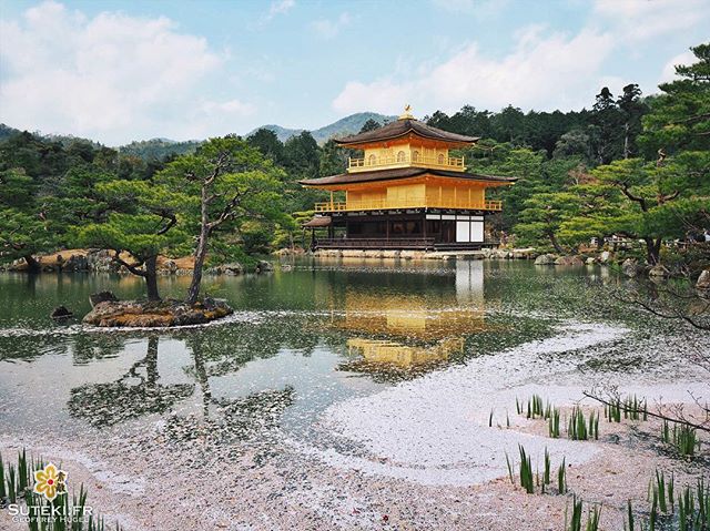 Pas vraiment un spot à cerisiers mais comme ça c’est pas mal quand même ! #japon #kyoto