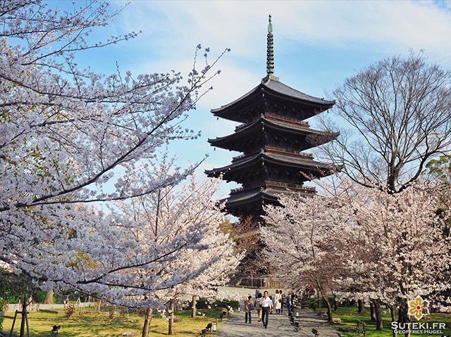 La plus grande pagode en bois du Japon est bien entourée !! #japon #kyoto