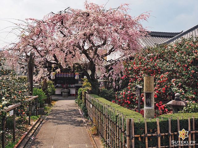 Métamorphosé #japon #kyoto