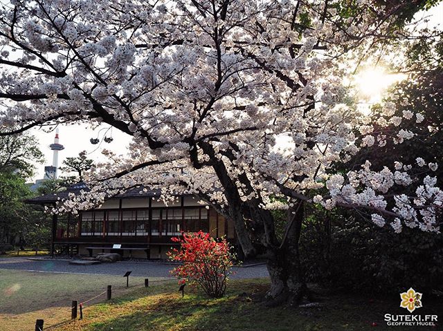 Où que vous soyez, la tour de Kyoto est toujours là, quelque part dans un coin #japon #kyoto