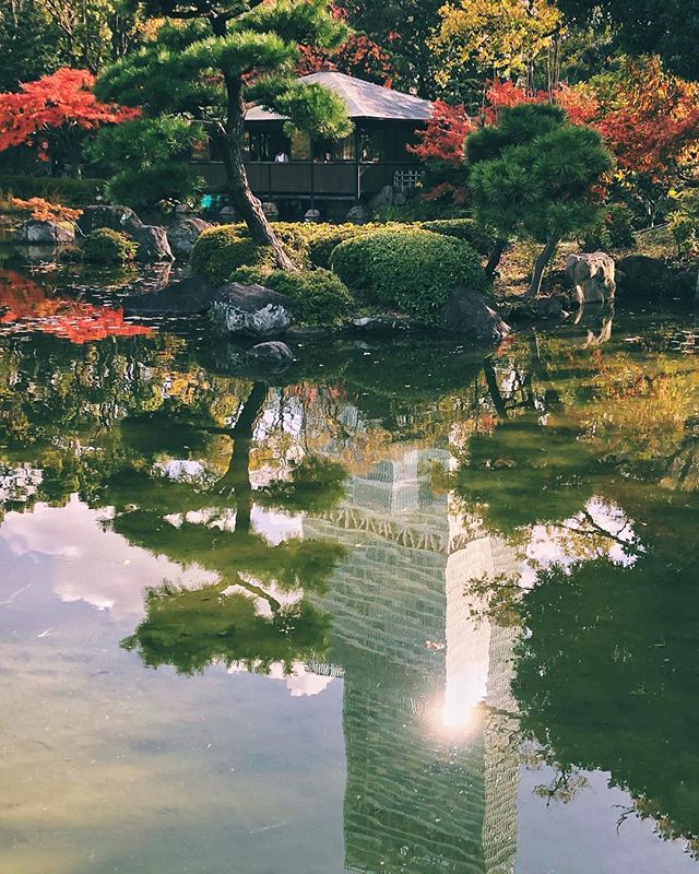 Un peu d’automne à Osaka quand même :) #osakasafari #japonsafari