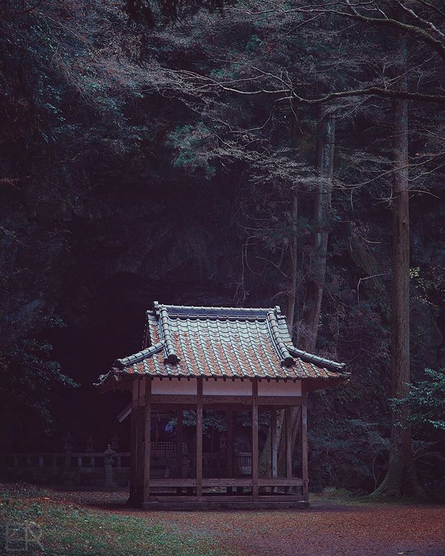 Au cœur de la forêt