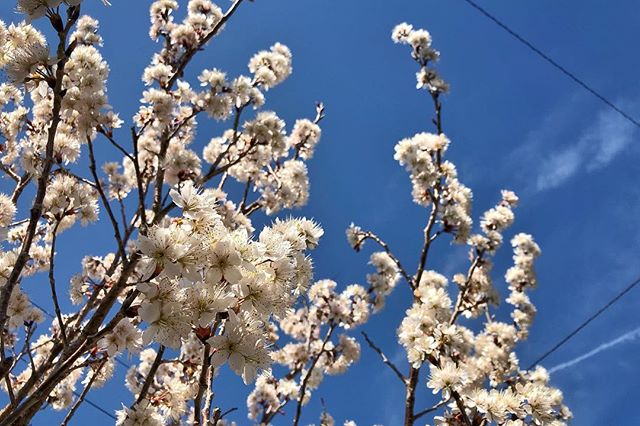 Mankai de cerisier à fruit sous le ciel bleu et ses fils électriques. On est bien au Japon :)