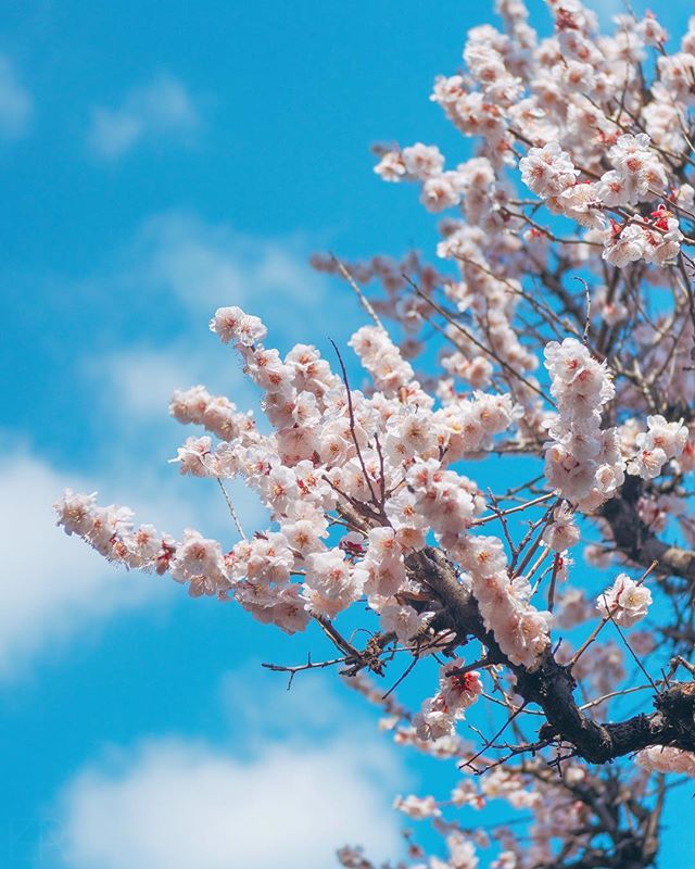 Les pruniers viennent de finir leur pleine floraison, ce qui laisse présager l’arrivée prochaine des fleurs de cerisiers japonais.