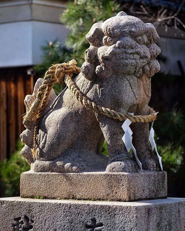 Le protecteur encordé
#osakasafari #japonsafari 
#osaka🇯🇵 #osakatravel #osakacameraclub #大阪観光 #explorejpn