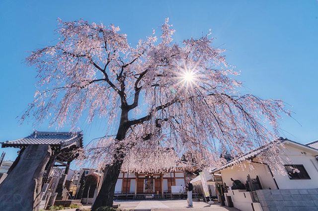Alors que les cerisiers japonais “kanzan” sont en pleine floraison, les “shidare-zakura” vont bientôt pleurer leurs pétales
