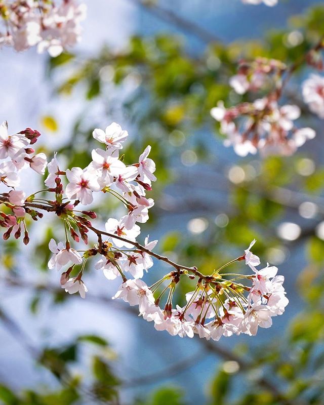 Ça commence à devenir intéressant :) Il a fait froid ces derniers jours, ça a ralenti la floraison. Mais la douceur revient pour la fin de semaine.
#osakasafari #japonsafari #sakura #fujifilm #fujixt1