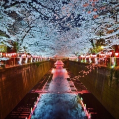 Nakameguro Sakura by Night 😱🌸🌸🌸 #Sakura #Tokyo #Nakameguro #TokyoSafari