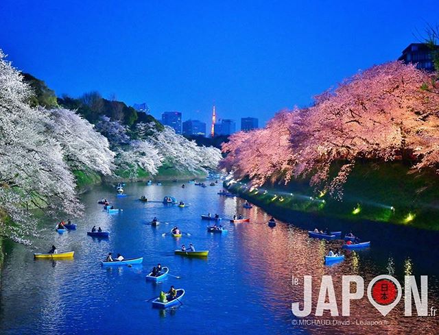 ‪La pluie d’aujourd’hui a marquée un peu la fin de la saison des Sakura à Tokyo… 😢🌸🌸🍂 Heureusement j’ai pu hier soir faire une dernière série de photos en attendant l’année prochaine ! 😀🌸🌸🌸 Vous avez pu en profiter ? #Sakura #TokyoSafari #SakuraReport‬