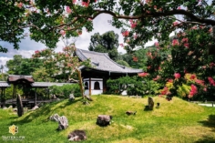 Un instant de calme au Kodai-ji