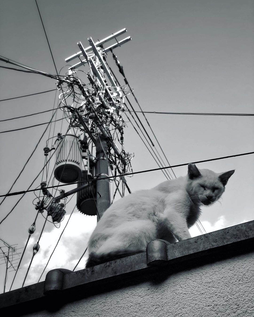 Un chat branché (pour la collection de @kansai_cats ?)