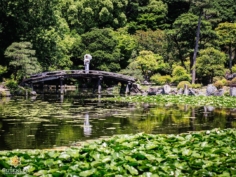 Un superbe jardin et ses nénuphars à Kyoto