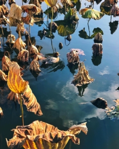 C’est l’automne dans les lotus