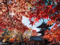 Pagode à Kyoto