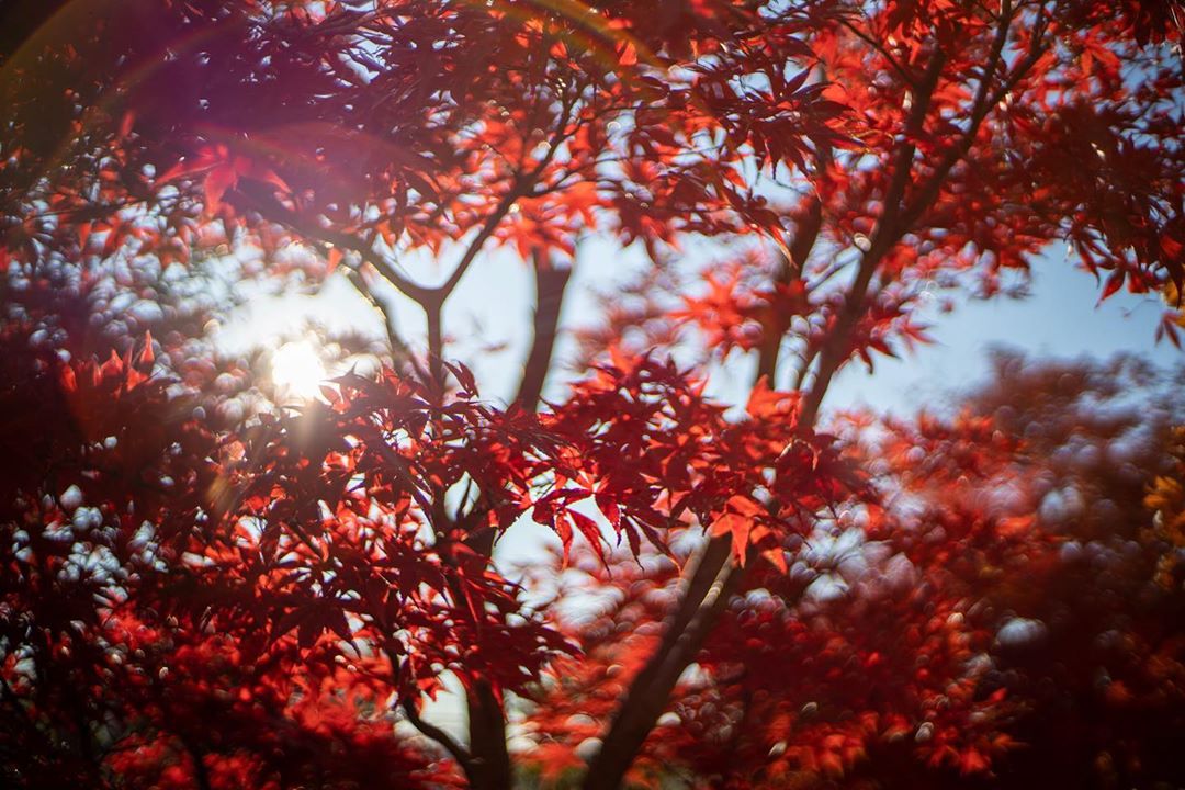 Lumières Automnales à Tokyo