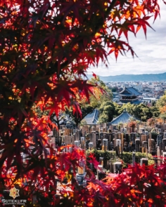 Momiji à Kyoto