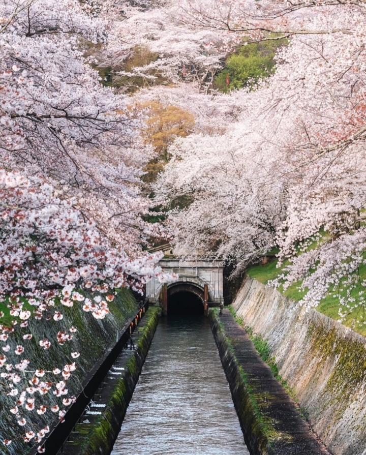 Ce canal historique relie le lac Biwa dans la préfecture de Shiga, à son illustre voisine Kyoto. Mais savez-vous à quel endroit il débouche dans celle-ci ? 🤔
.
#hellofrom Otsu 大津 🇯🇵
#blossomtree #cherrytree #fujiholics #fujifilmgfx50s #beautifulspring #gf110mmf2 #travelphotography📷 #cameraraw #lightroomediting #springdays #shootmirrorless #traveltojapan #ishootraw #landscapes_lovers #magicalplace #gobiwako