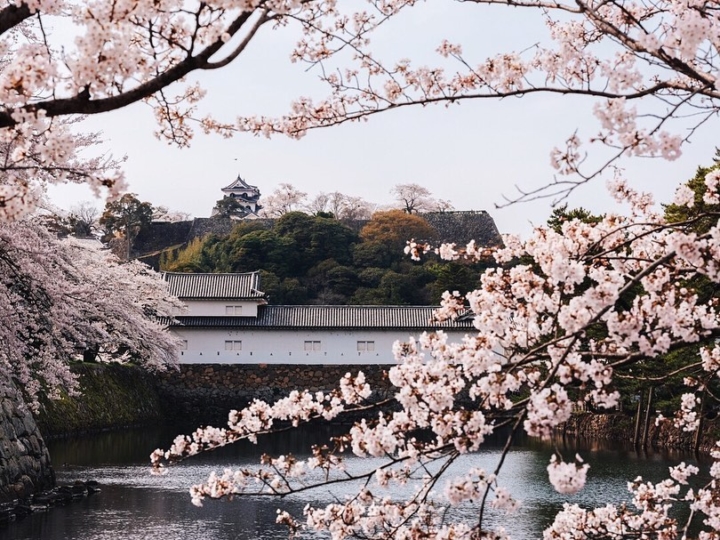 🇫🇷 Hikone-jo est l’un des 12 châteaux originaux japonais, pouvez-vous me citer au moins 1 des autres ? 🤔 🇬🇧 Hikone-jo is one of the 12 original Japanese castle, can you name at least one of the others ? 😄

La deuxième photo est inspiré par celle de @loic.lagarde 😉
.
#hellofrom Hikone 彦根 🇯🇵
#ishootraw #fujishooters #lightroomediting #cameraraw #traveltojapan #gfx50s #blossomtree #blossom🌸 #magicalplace #historicalplace #hikone #shiga #fujifilm_global #myfujifilm #japanarchitecture #japanesecastle #gobiwako