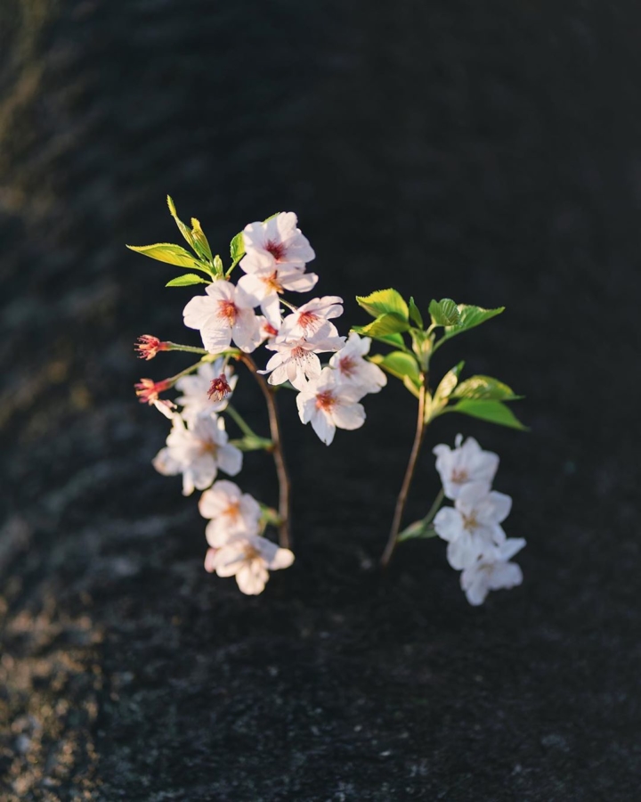 Golden Sakura