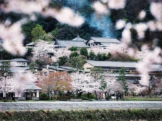 On démarre enfin cette série de cerisiers dans l’un des plus chouettes coins de Kyoto, l’incontournable Arashiyama !

Je ne compte pas nombre de fois où j’y suis allé ! J’y vais toujours au moins une fois durant les sakura je crois !

La météo n’était pas au rendez-vous mais je suis plutôt content que ce cliché !

Connaissez-vous d’Arashiyama ? Qu’en pensez-vous ?! 😁

#hellofrom Kyoto 京都 🇯🇵
#sakurafever #cherryblossoms #beautifulkyoto #springflowers #japanvibes #fujifilmfrance #TheWeekOnInstagram #lr_moments #hboutthere