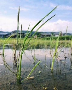 En ce moment c’est la période où l’on plante le riz ; les rizières sont alors inondées d’eau. Ensuite, la nature fait le reste.